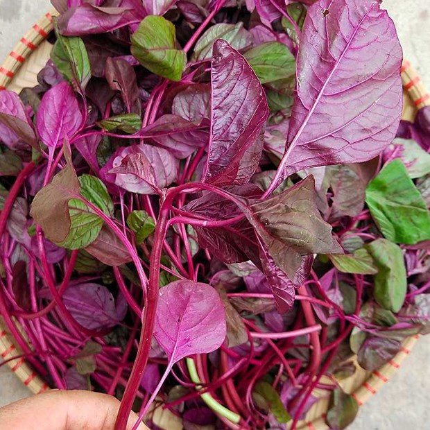 Rau dền đỏ